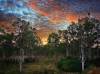 HONOUR.....Sharryl Whiting